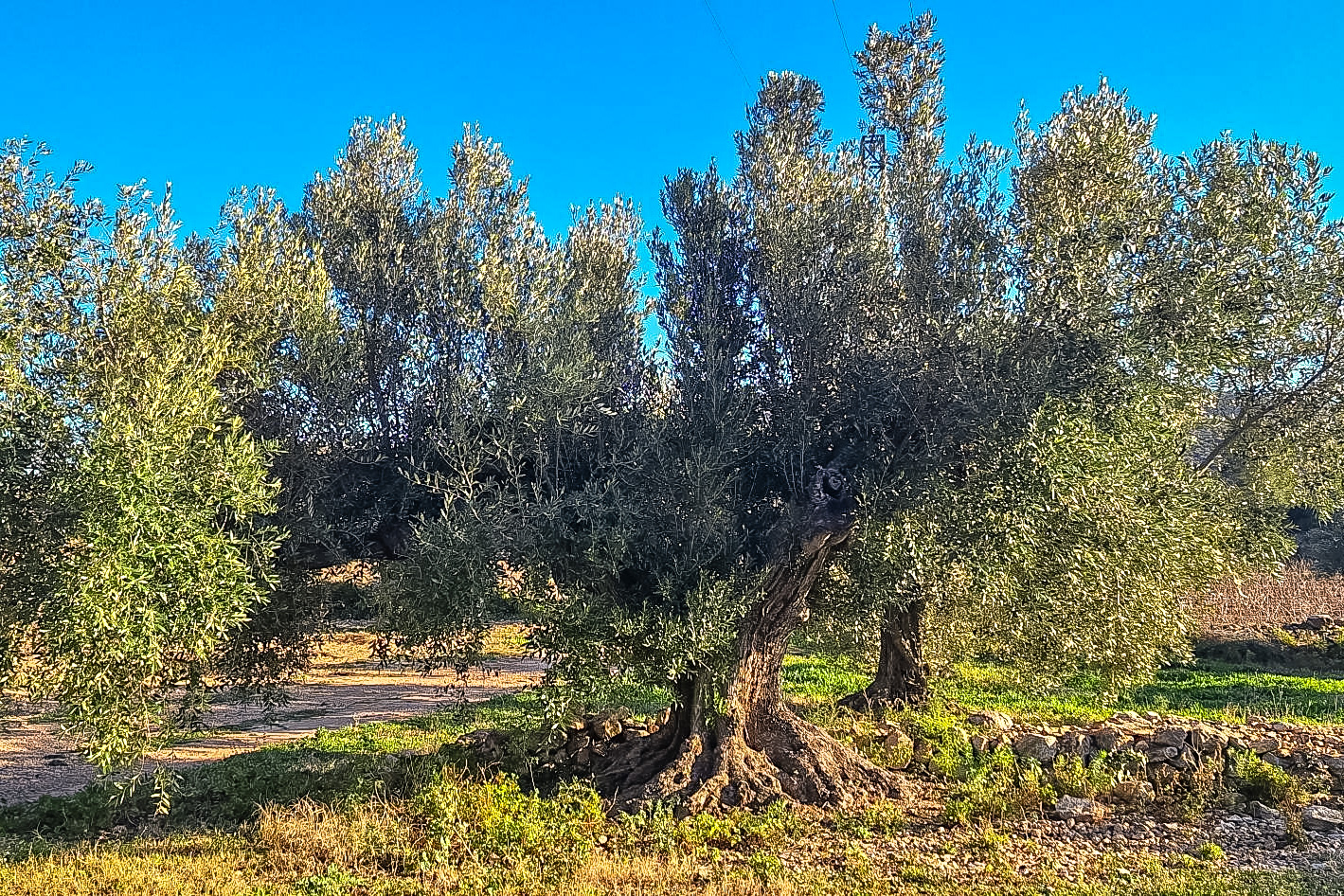 Olive Tree Cal Guixater 2